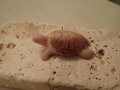 костенурка от остров Родос, снимка 1 - Колекции - 19980203
