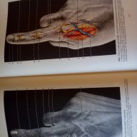 Цветен атлас "Рельефная анатомия человека", снимка 3 - Специализирана литература - 15458846