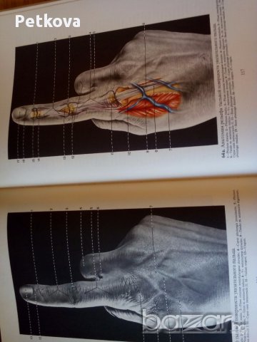 Цветен атлас "Рельефная анатомия человека", снимка 3 - Специализирана литература - 15458846