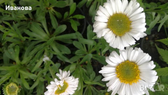 Алпийска астра, снимка 2 - Градински цветя и растения - 25210026