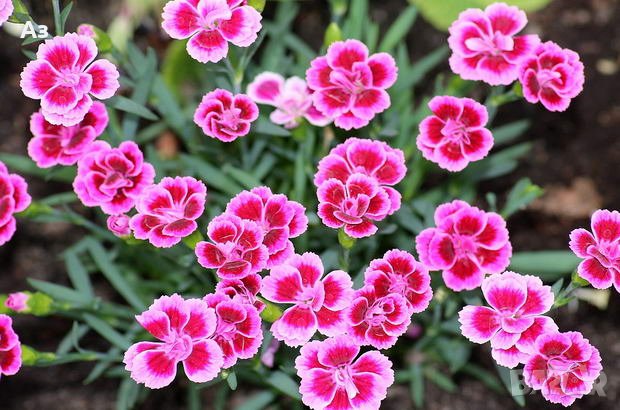 Продавам разсад на Градински кичест карамфил-за есенно засаждане, снимка 10 - Сортови семена и луковици - 15394201