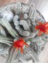 Красив кактус, снимка 1 - Подаръци за мъже - 18256059