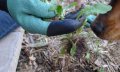 Нови специални градинарски ръкавици с пластмасови пръсти, водоустойчиви, снимка 4