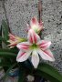 Цветя Амарилис / Хипеаструм (Hippeastrum), снимка 1 - Градински цветя и растения - 21745927