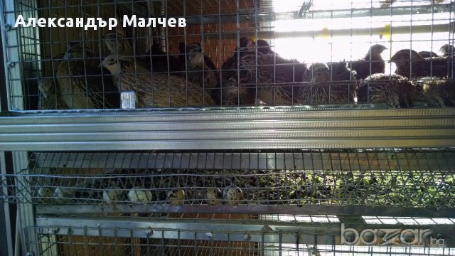 Клетки за пъдпъдъци и кокошки, снимка 9 - Кокошки и пуйки - 17328354