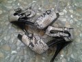 секси змийски сандали на скрита платформа, снимка 1 - Сандали - 11488073