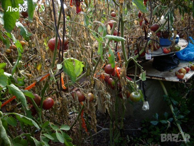 Разсад и семена от домат- тъмно червен  от Крим., снимка 2 - Сортови семена и луковици - 11528072