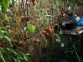 Разсад и семена от домат- тъмно червен  от Крим., снимка 2