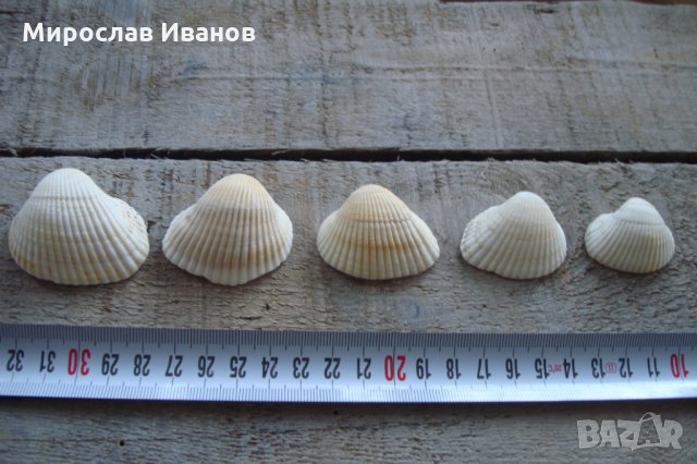 бели миди от остров Наксос, снимка 4 - Декорация за дома - 22883420