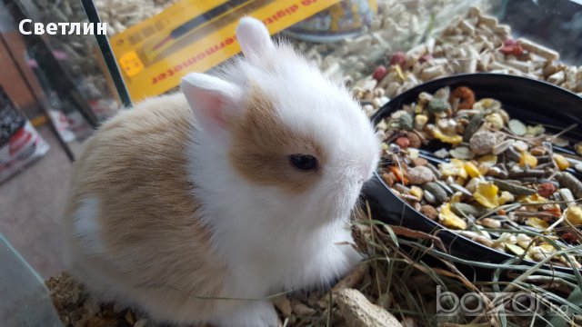 Продавам мини зайче, снимка 3 - Декоративни зайчета - 16852310