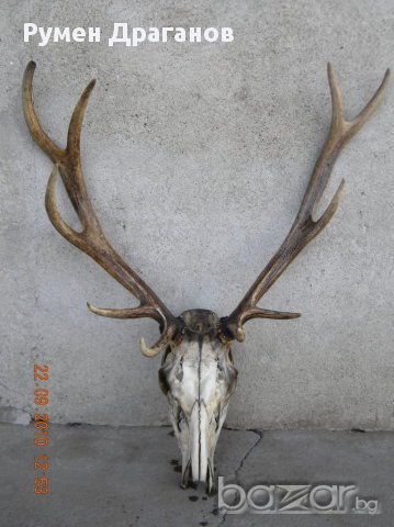 Еленови рога с череп