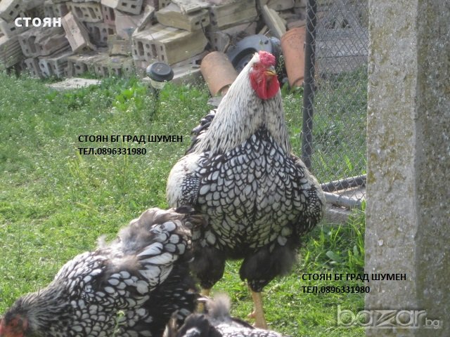 ПРОДАВАМ ЯЙЦА ЗА ЛЮПЕНЕ И ПИЛЕТА ОТ ЕЛИТЕН ГОЛЯМ ВИАНДОТ, снимка 3 - Кокошки и пуйки - 21142524