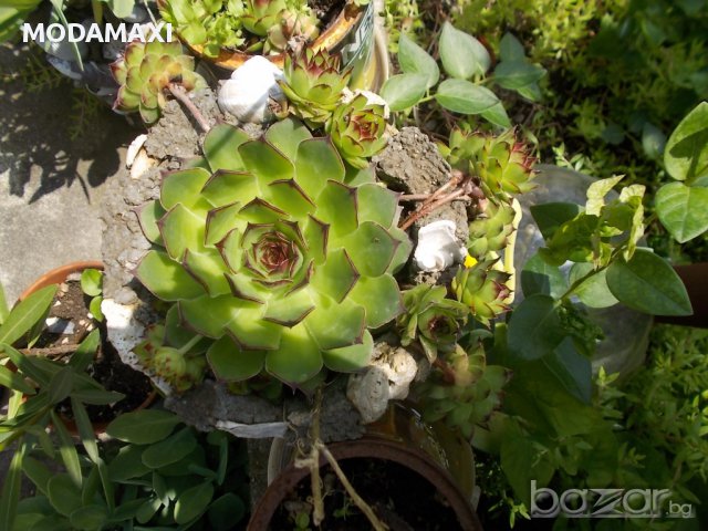 Алпийска роза (sedum Sempervivum)  , снимка 1 - Градински цветя и растения - 8358949