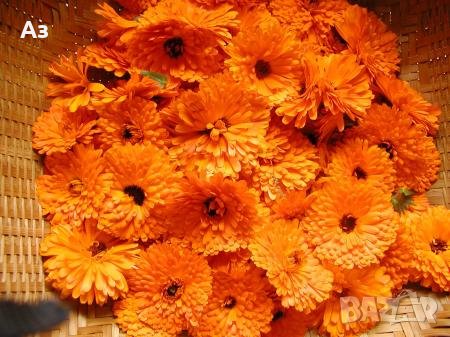 Семена цветя • Онлайн Обяви • Цени — Bazar.bg