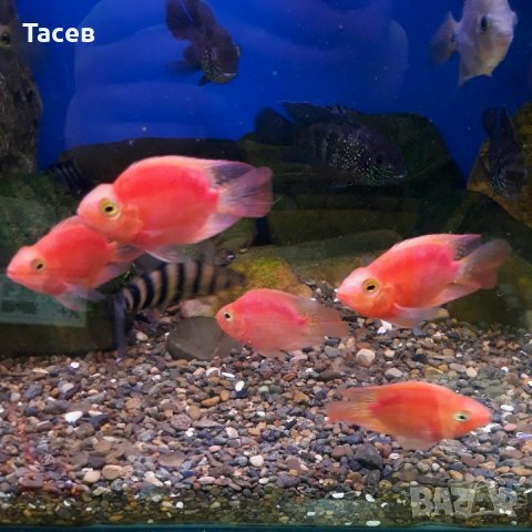 Риба червен папагал, снимка 1 - Рибки - 23951410