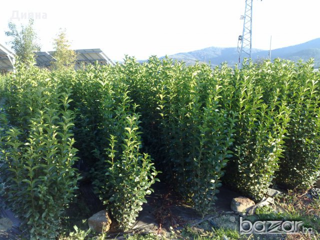 Продавам Лигуструм за жив плет, снимка 1