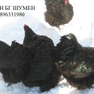 ПРОДАВАМ ПЕТЛИ ОРПИНГТОН, снимка 4 - Кокошки и пуйки - 16089211