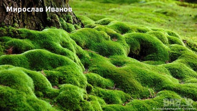 пар4ета американски мъх, снимка 1