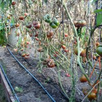 Разсад и семена от  домат  - Чероки пърпъл, снимка 3 - Сортови семена и луковици - 11527954
