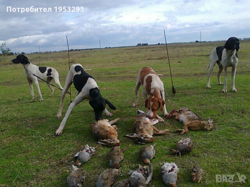 Пойнтери елитни  обучени, снимка 1