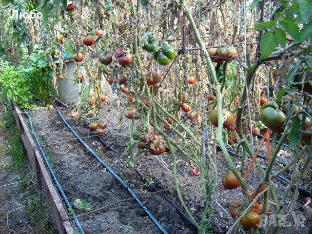 Разсад и семена от  домат  - Чероки пърпъл, снимка 3 - Сортови семена и луковици - 11527954