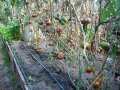 Разсад и семена от  домат  - Чероки пърпъл, снимка 3