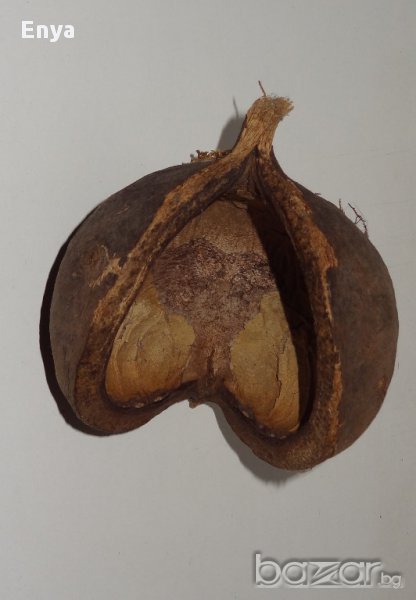 ЧЕРУПКА ОТ ТРОПИЧЕСКИ ПЛОД - за декорация, снимка 1