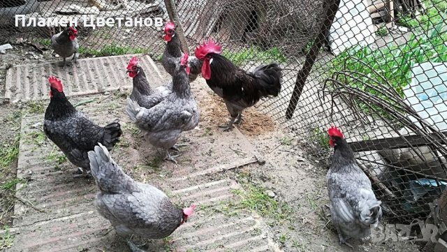 СИНЬО Брезе Галоа-разплодни яйца., снимка 5 - други­ - 21628004