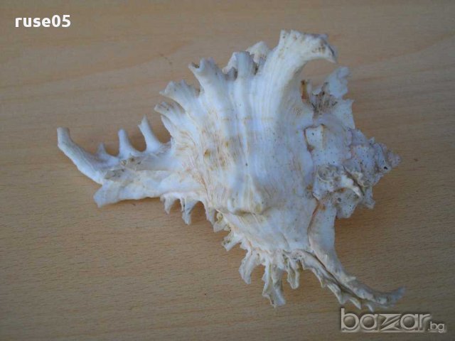 Раковина - 7, снимка 2 - Други ценни предмети - 14605247