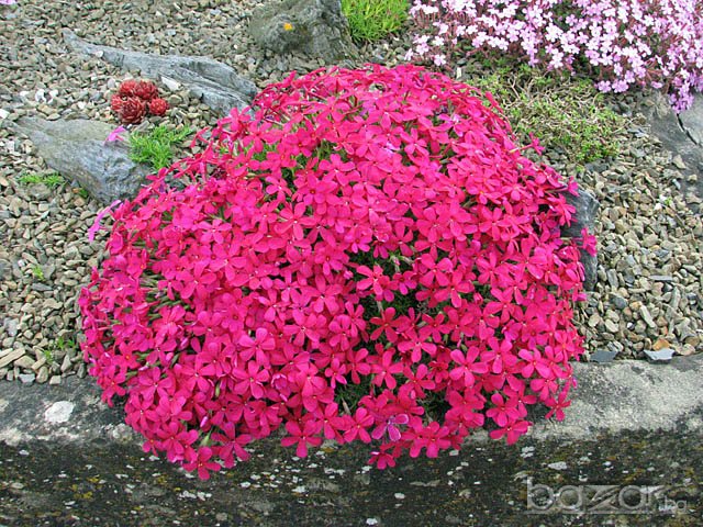 Флокс Многогодишно каскадно цвете , снимка 1 - Градински цветя и растения - 13733297