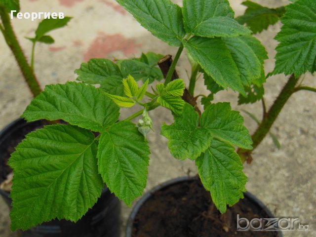 Разсад малини Шопска алена , снимка 6 - Стайни растения - 11542714