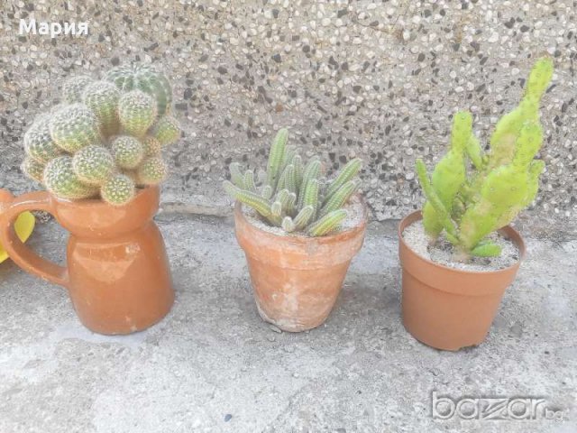 Кактуси, снимка 1
