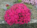 Флокс Многогодишно каскадно цвете , снимка 1 - Градински цветя и растения - 13733297