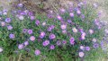 продавам  цветя Астра алпийска - разсад за ранно пролетно засаждане, снимка 8