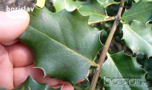 Билка Пърнар(лекува бъбречни заболявания, камъни в бъбреците, инфекции и бактерии в урината), снимка 1