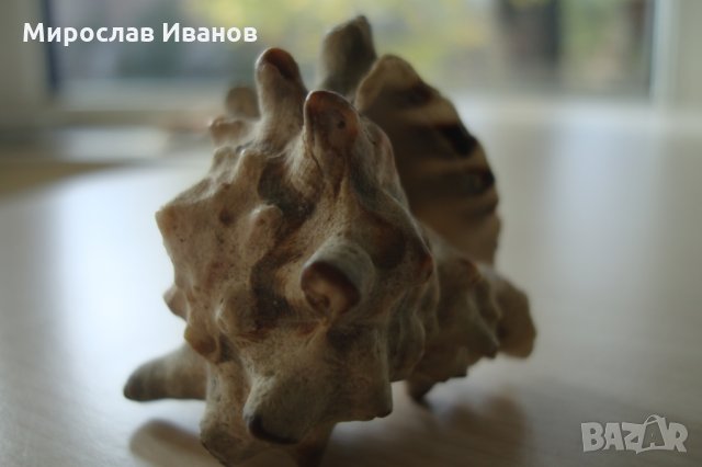 раковина от остров Мадагаскар, снимка 5 - Декорация за дома - 22883440