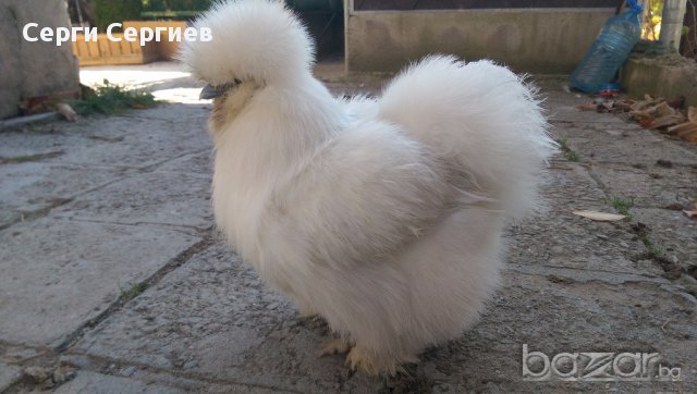 Sergiev Farm продава пилета и яйца от различни видове кокошки, снимка 3 - Кокошки и пуйки - 13584889