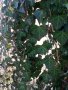 Бръшлян 💥, снимка 1 - Градински цветя и растения - 12589846