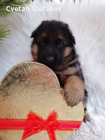 Развъдник за чистокръвни немски овчарки, снимка 14 - Немска овчарка - 15004158