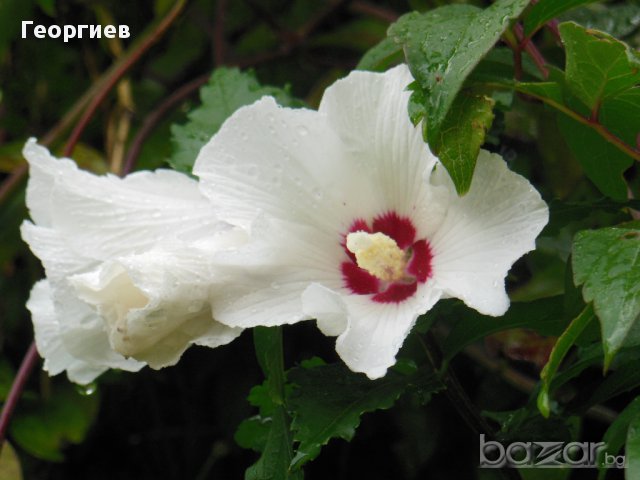Бяла дървесна ружа/ китайска роза / хибискус, снимка 4 - Градински цветя и растения - 11542804