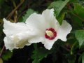 Бяла дървесна ружа/ китайска роза / хибискус, снимка 4