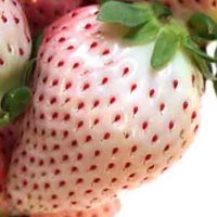 100 бр. бели ягодови семена от ягода вкусни ягоди отлични плодове с много  витамини без ГМО от САЩ, снимка 2 - Сортови семена и луковици - 24345374