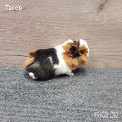 Морски свинчета , снимка 7 - Морски свинчета - 24234688