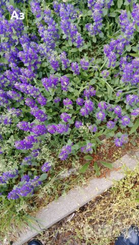 Продавам цветя за бордюр - 4 вида, снимка 10 - Сортови семена и луковици - 21696387