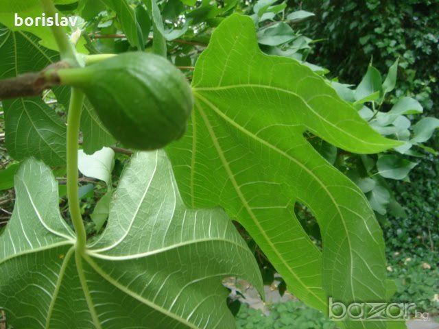Далматинска смокиня - едра като круша, снимка 6 - Градински цветя и растения - 21060505