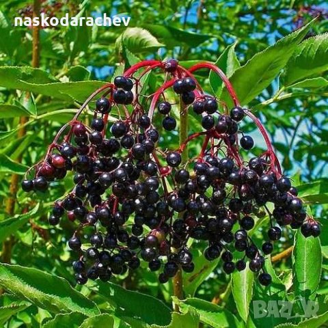 Фиданки Черен дървовиден бъз, Свирчовина (Sambucus nigra), снимка 3 - Градински цветя и растения - 23839592