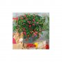 Нов сорт розовоцъвтящи ягоди(Pisana) , снимка 1 - Градински цветя и растения - 24796267