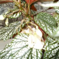 продавам цветя Бегонии Тамая, големи, снимка 11 - Стайни растения - 17533507
