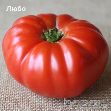 Разсад и семена от домат-Малинов винконте, снимка 1