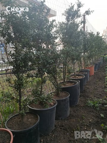 Продавам чемшири, божур, нарциси, зюмбюли. , снимка 3 - Градински цветя и растения - 24952226